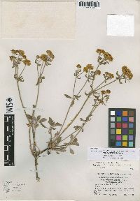 Eriogonum umbellatum var. subaridum image