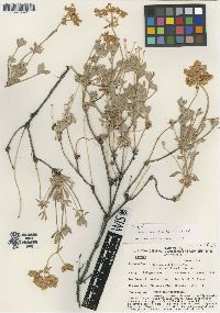 Eriogonum umbellatum var. vernum image