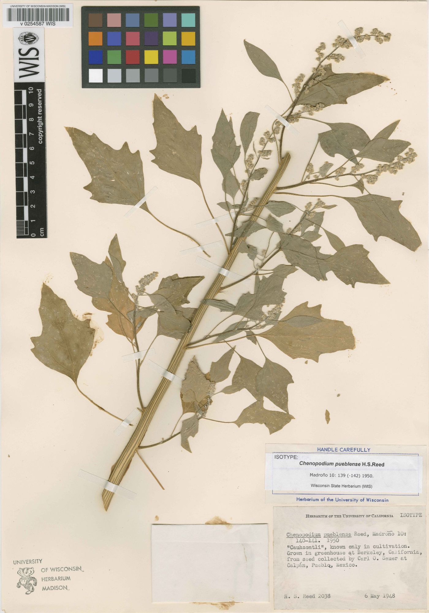 Chenopodium pueblense image