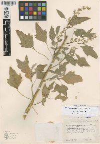 Image of Chenopodium pueblense