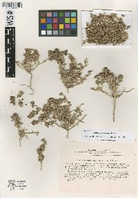 Media resource of Climacoptera amblyostegia