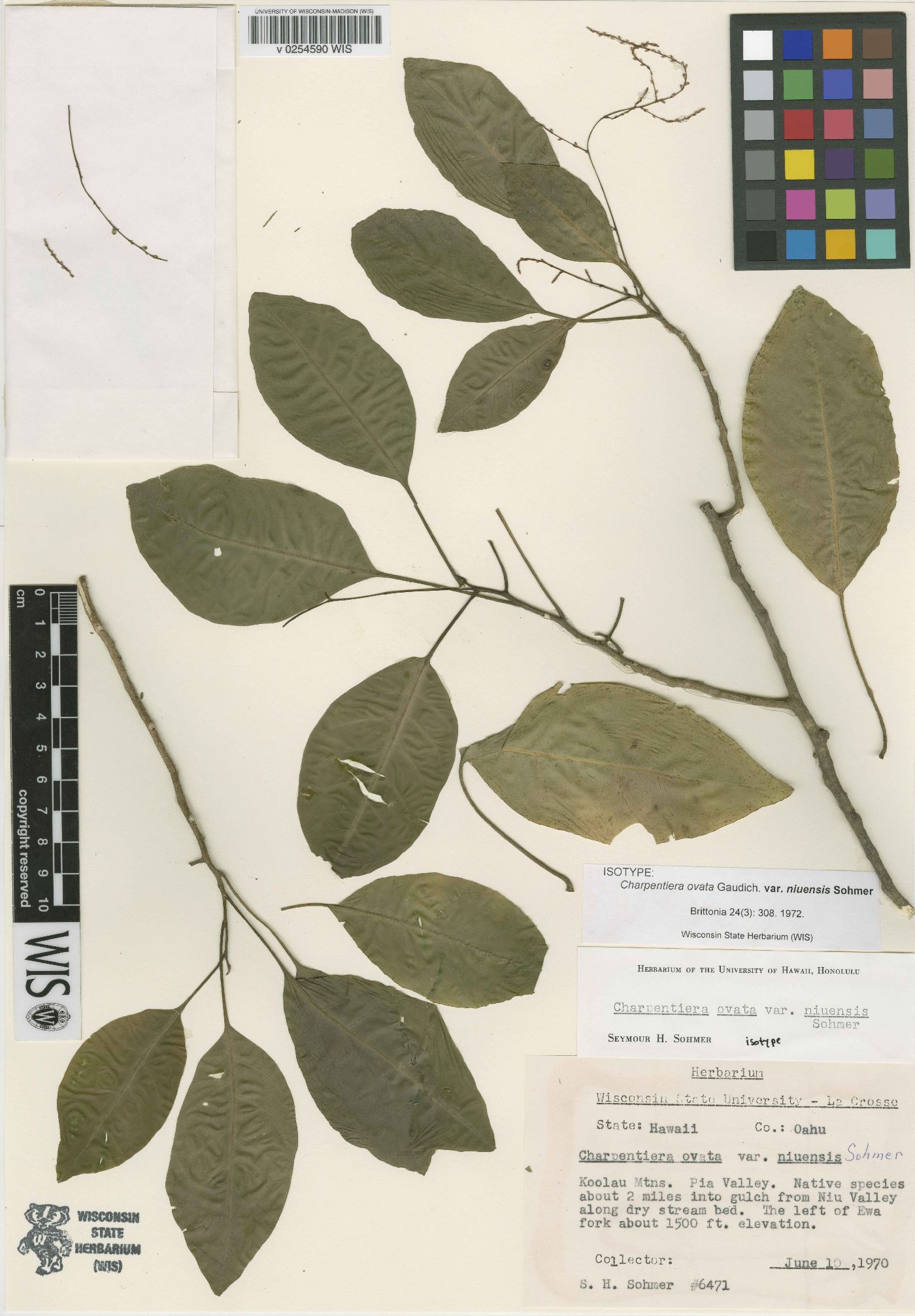 Charpentiera ovata var. niuensis image