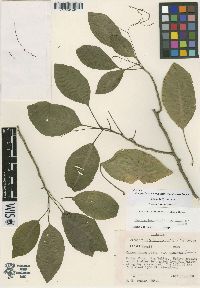 Charpentiera ovata image