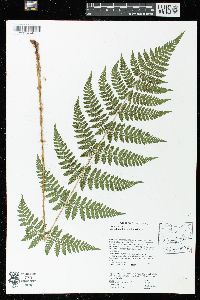 Dryopteris × triploidea image