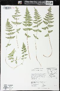 Cystopteris tenuis image