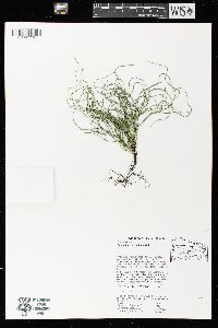 Equisetum scirpoides image