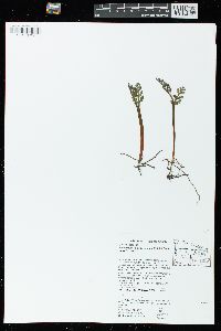 Botrychium matricariifolium image