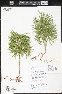 Dendrolycopodium dendroideum image