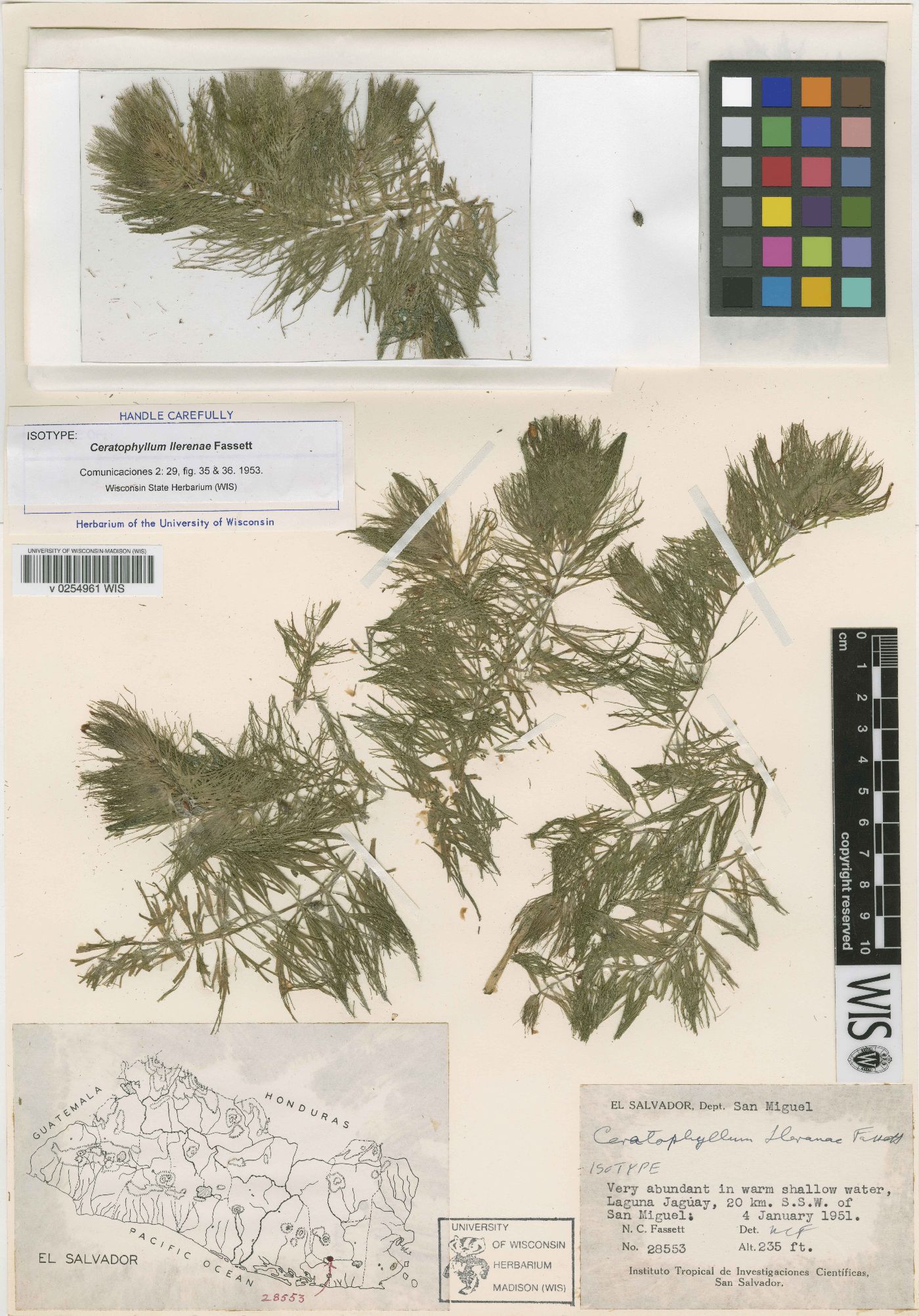 Ceratophyllum llerenae image