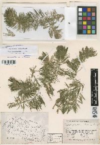 Ceratophyllum llerenae image