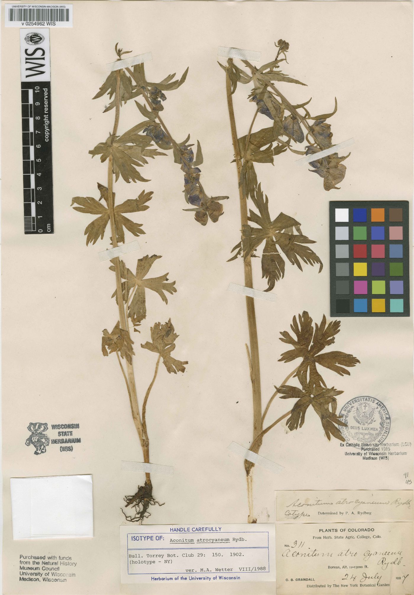 Aconitum atrocyaneum image