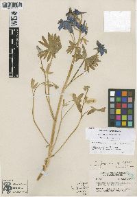 Delphinium glareosum image