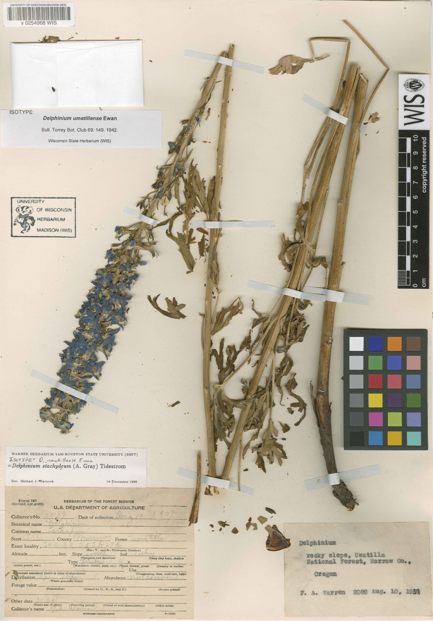 Delphinium stachydeum image