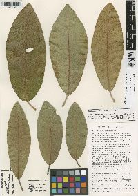 Magnolia iltisiana image