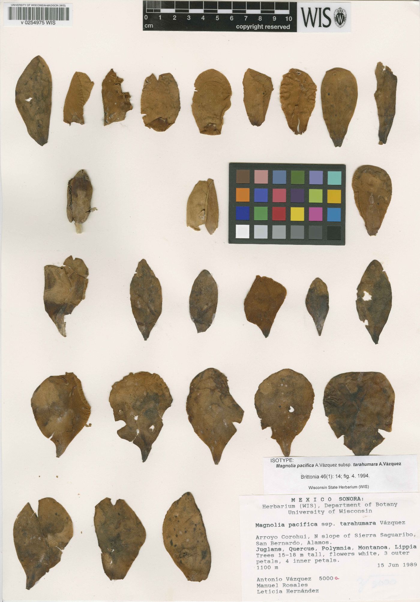 Magnolia pacifica subsp. tarahumara image
