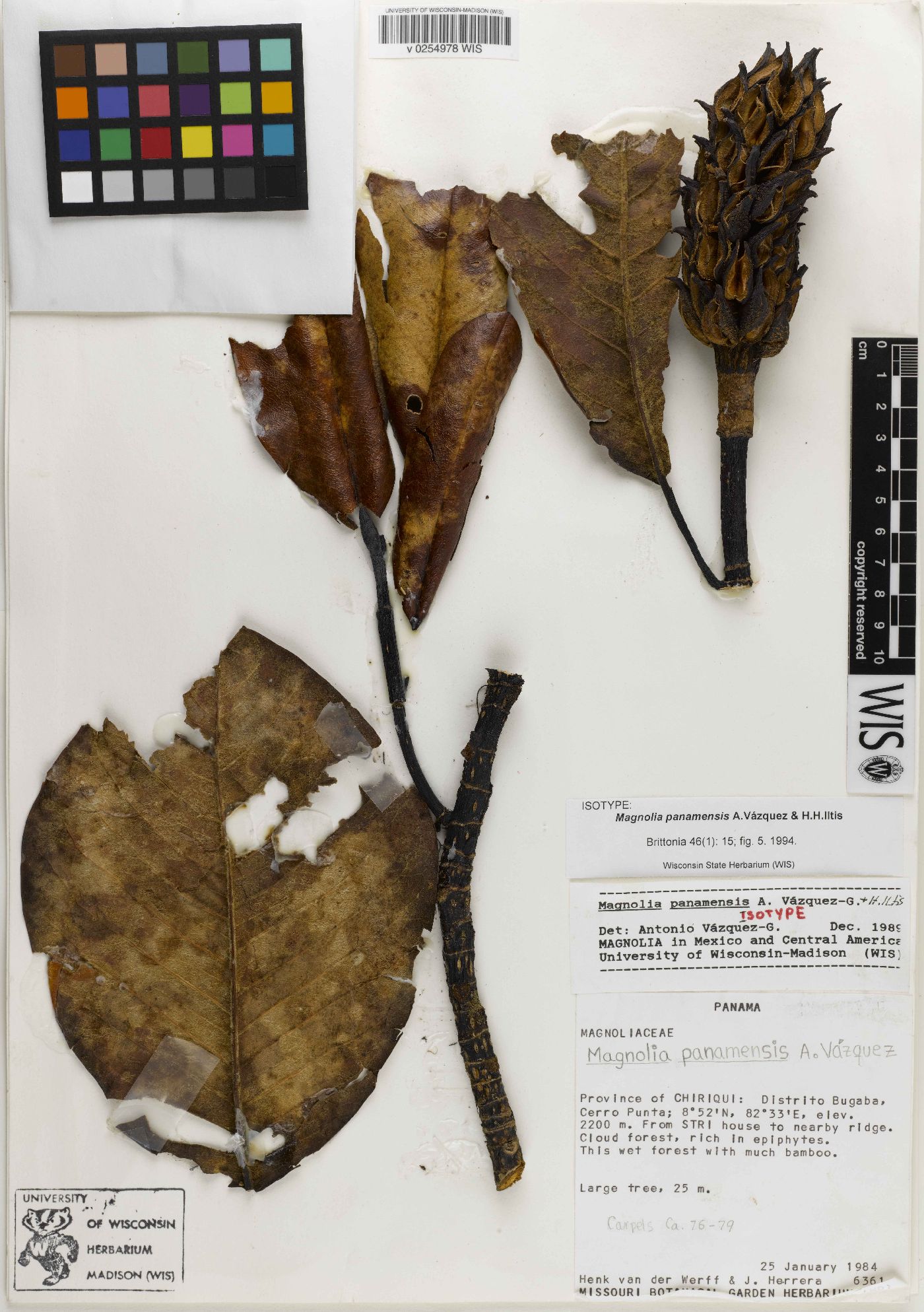 Magnolia panamensis image