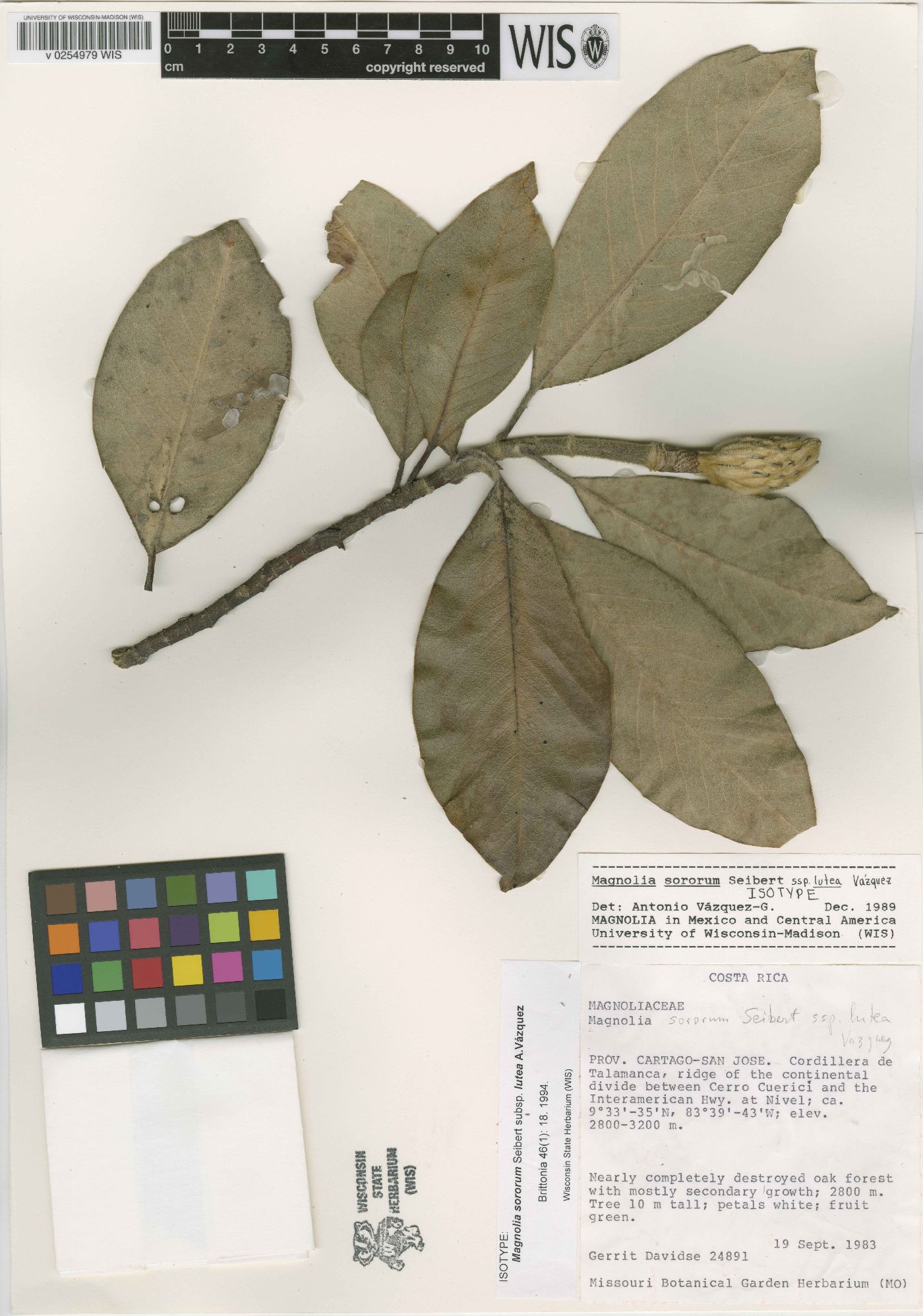 Magnolia sororum image