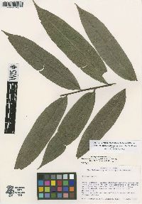 Image of Cymbopetalum abacophyllum