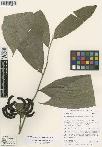 Cymbopetalum torulosum image