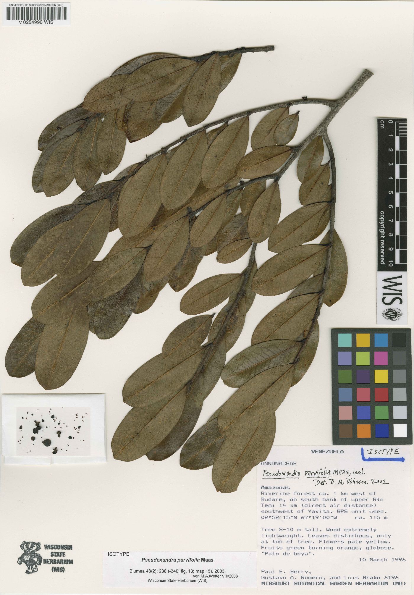 Pseudoxandra parvifolia image