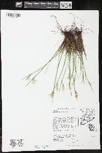 Sisyrinchium albidum image