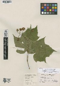 Rubus odoratus image