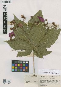 Rubus odoratus image