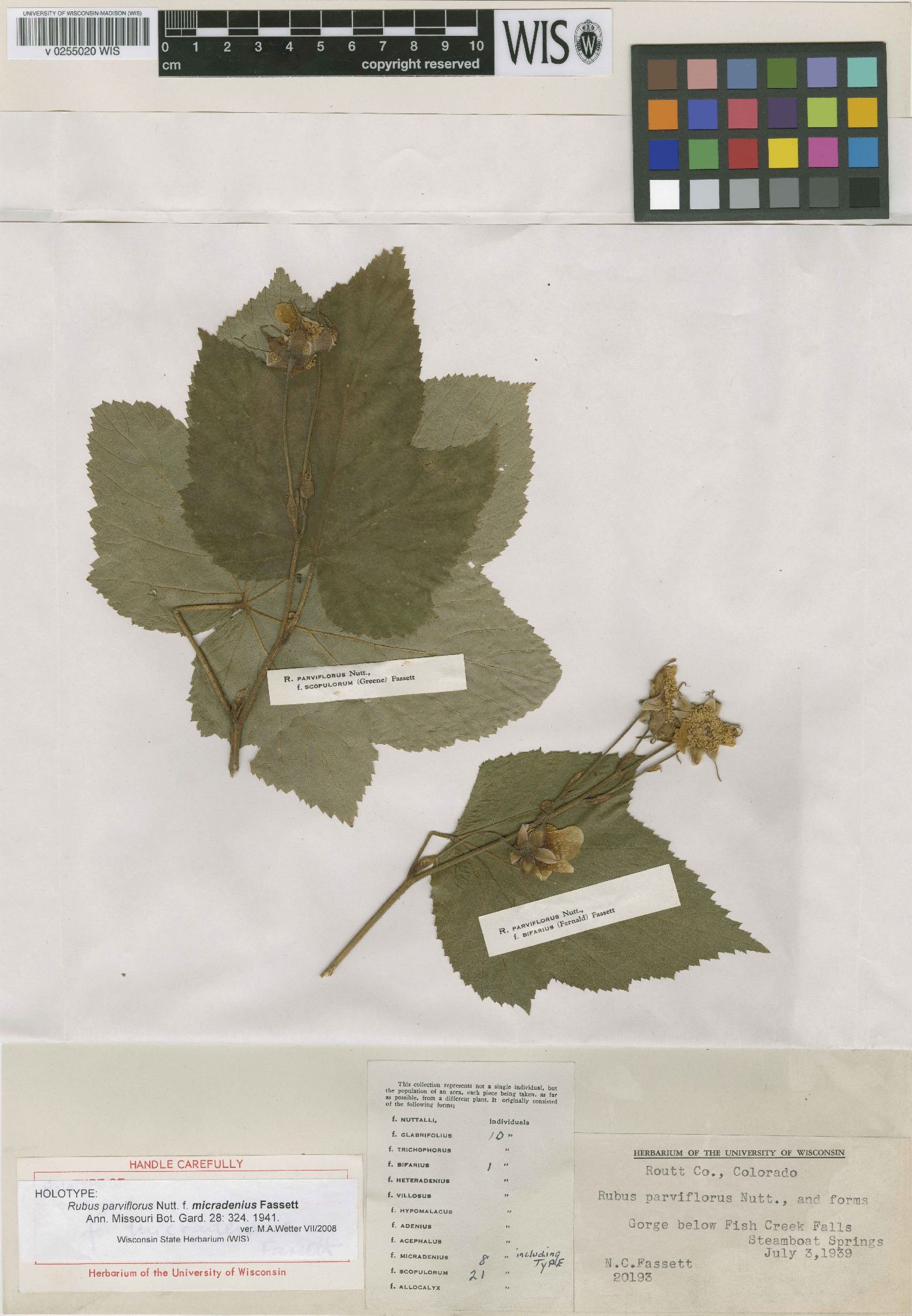 Rubus nutkanus image