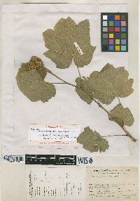 Rubus parviflorus image