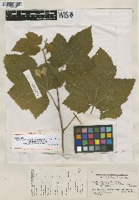 Rubus parviflorus image