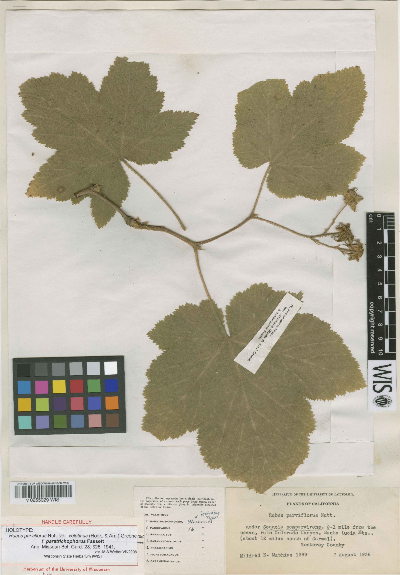Rubus parviflorus var. velutinus image