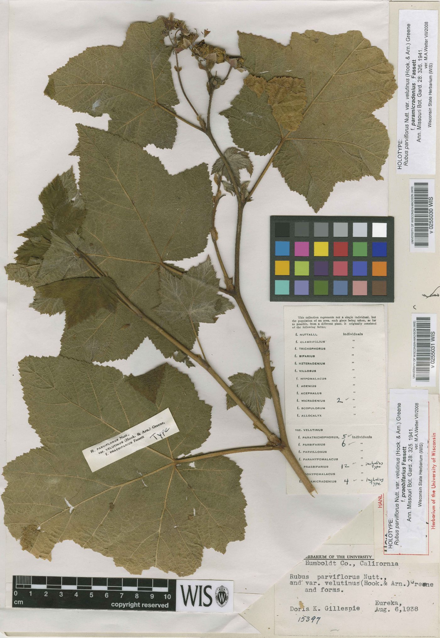 Rubus nutkanus image