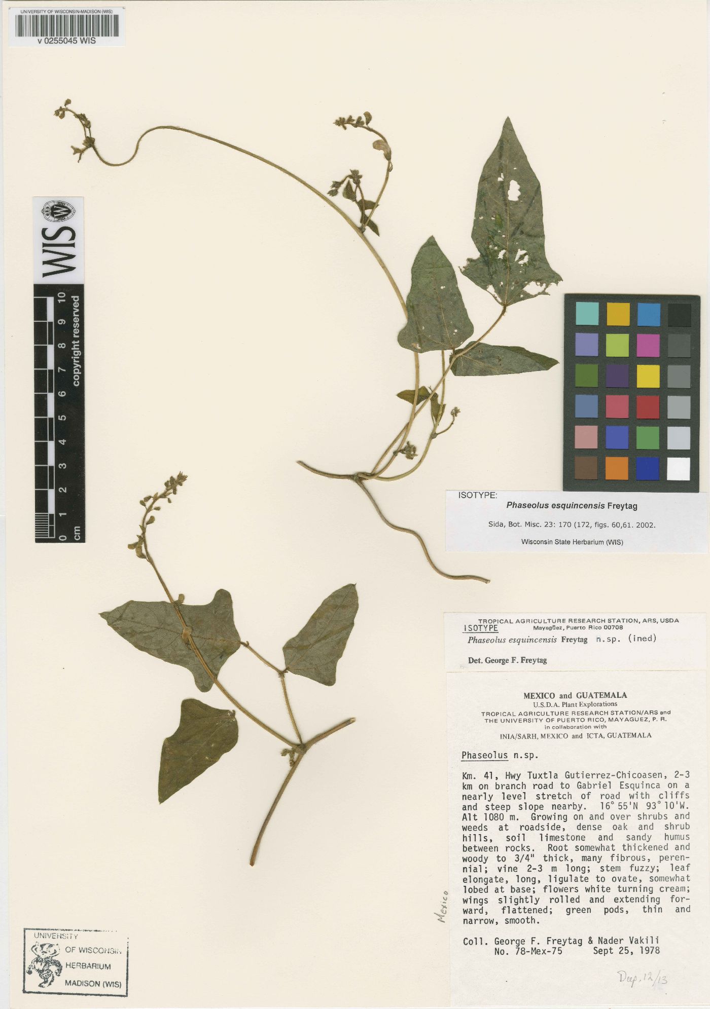 Phaseolus esquincensis image