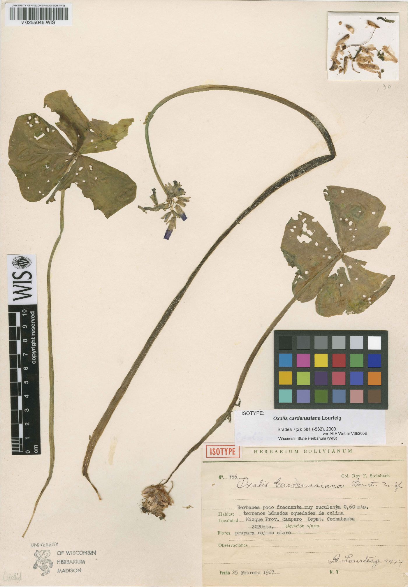 Oxalis cardenasiana image