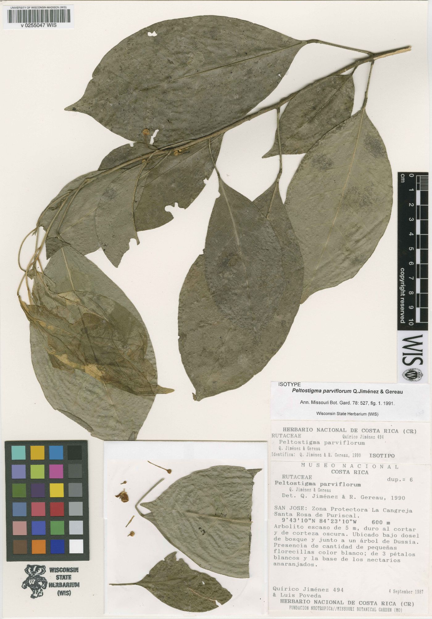 Peltostigma guatemalense image