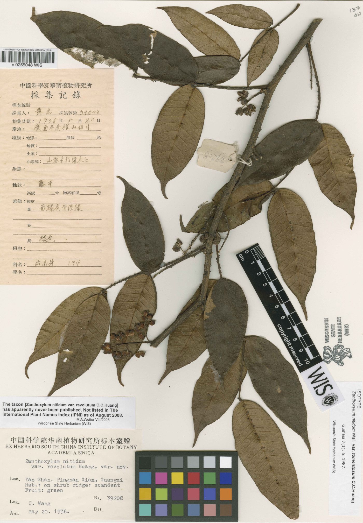 Zanthoxylum nitidum image