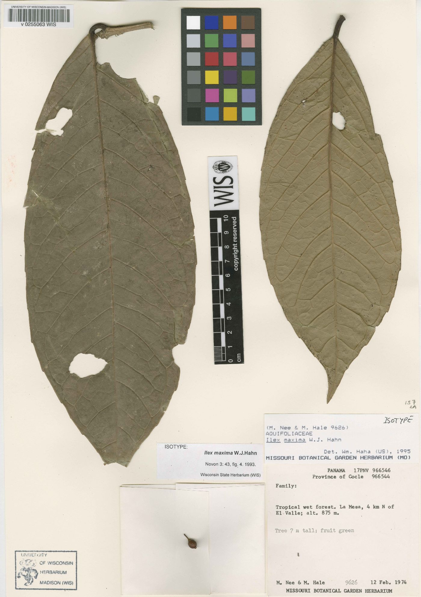 Ilex maxima image