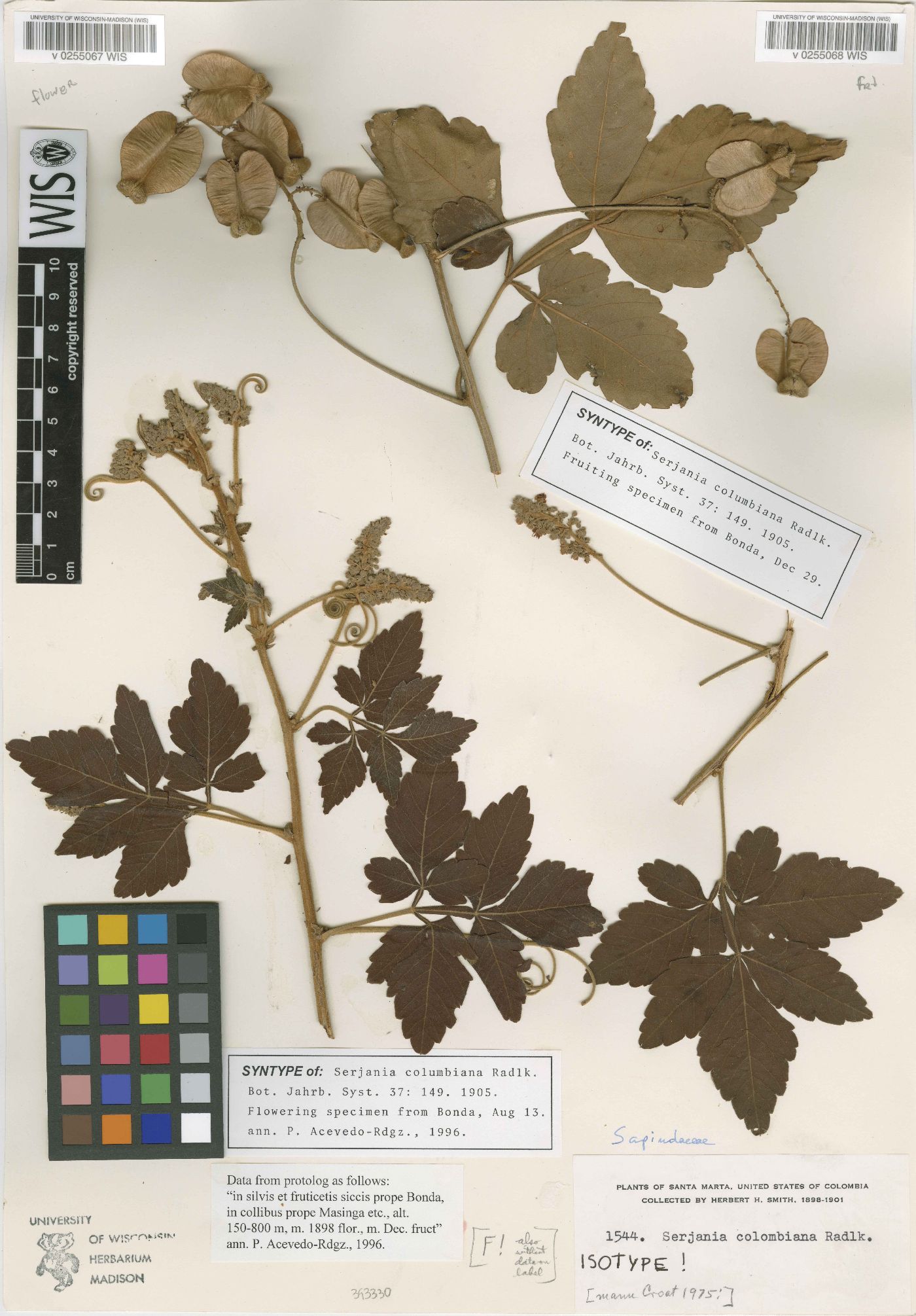 Serjania columbiana image