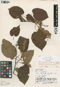 Tilia americana var. mexicana image