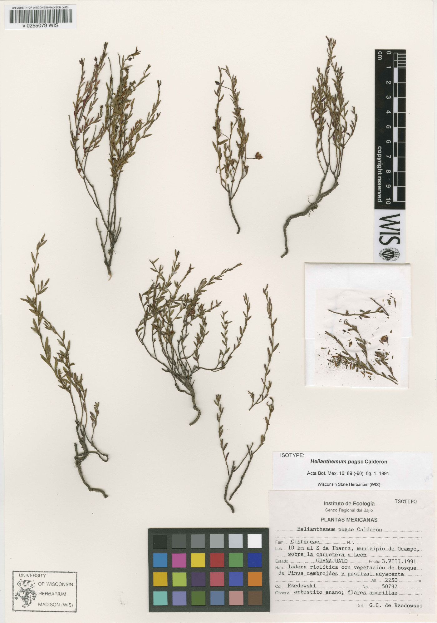 Helianthemum pugae image