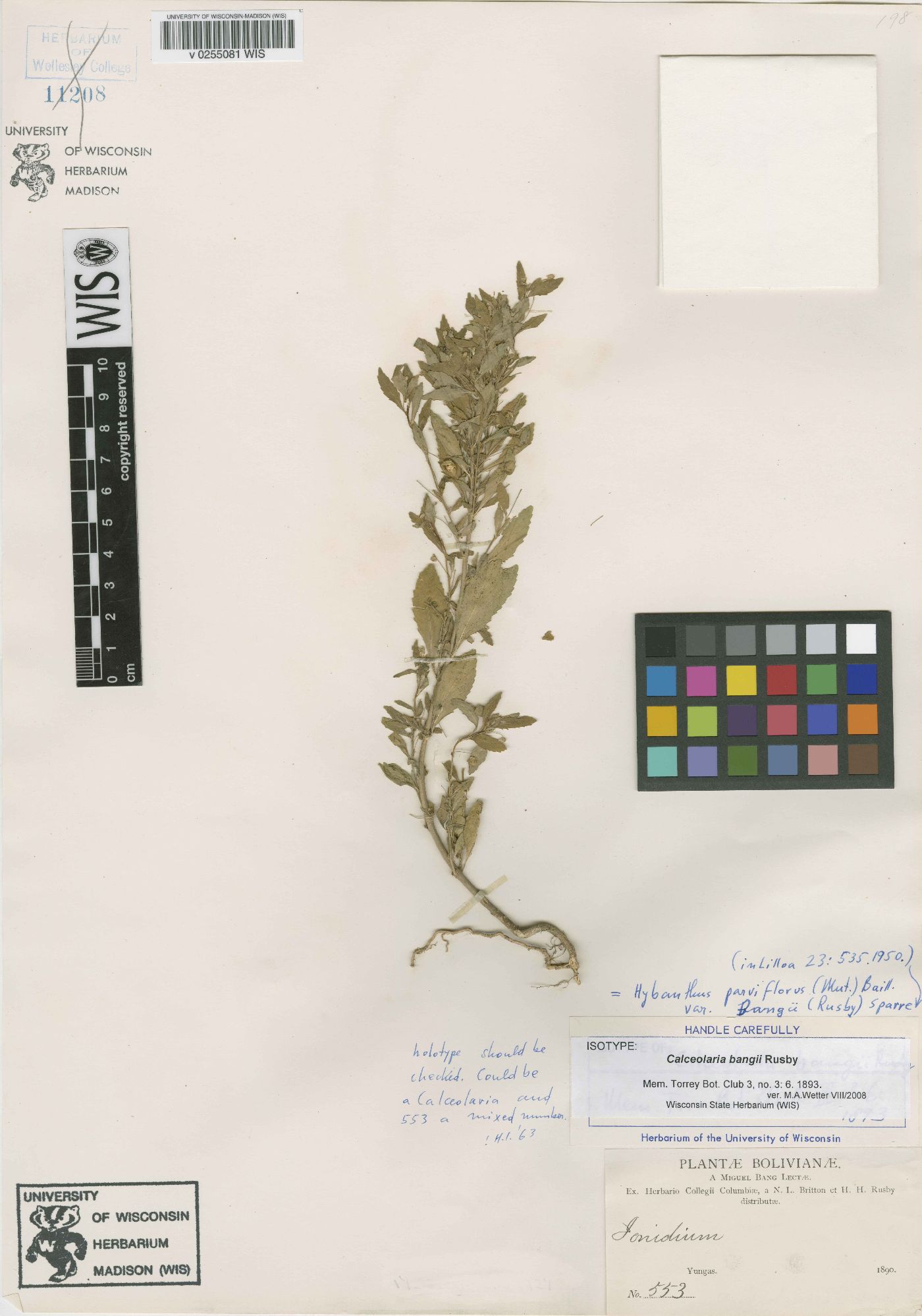 Pombalia parviflora image