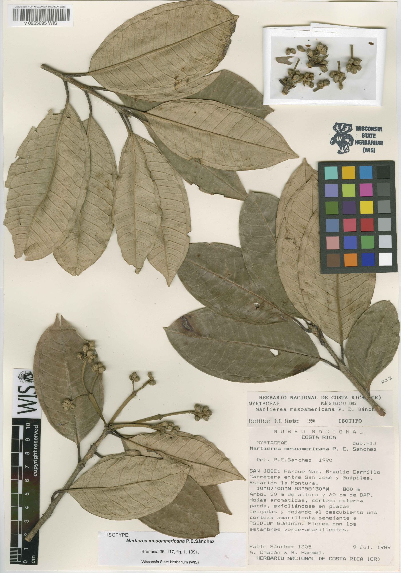 Marlierea mesoamericana image