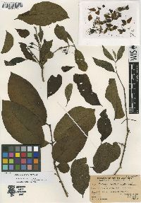 Psidium rostratum image