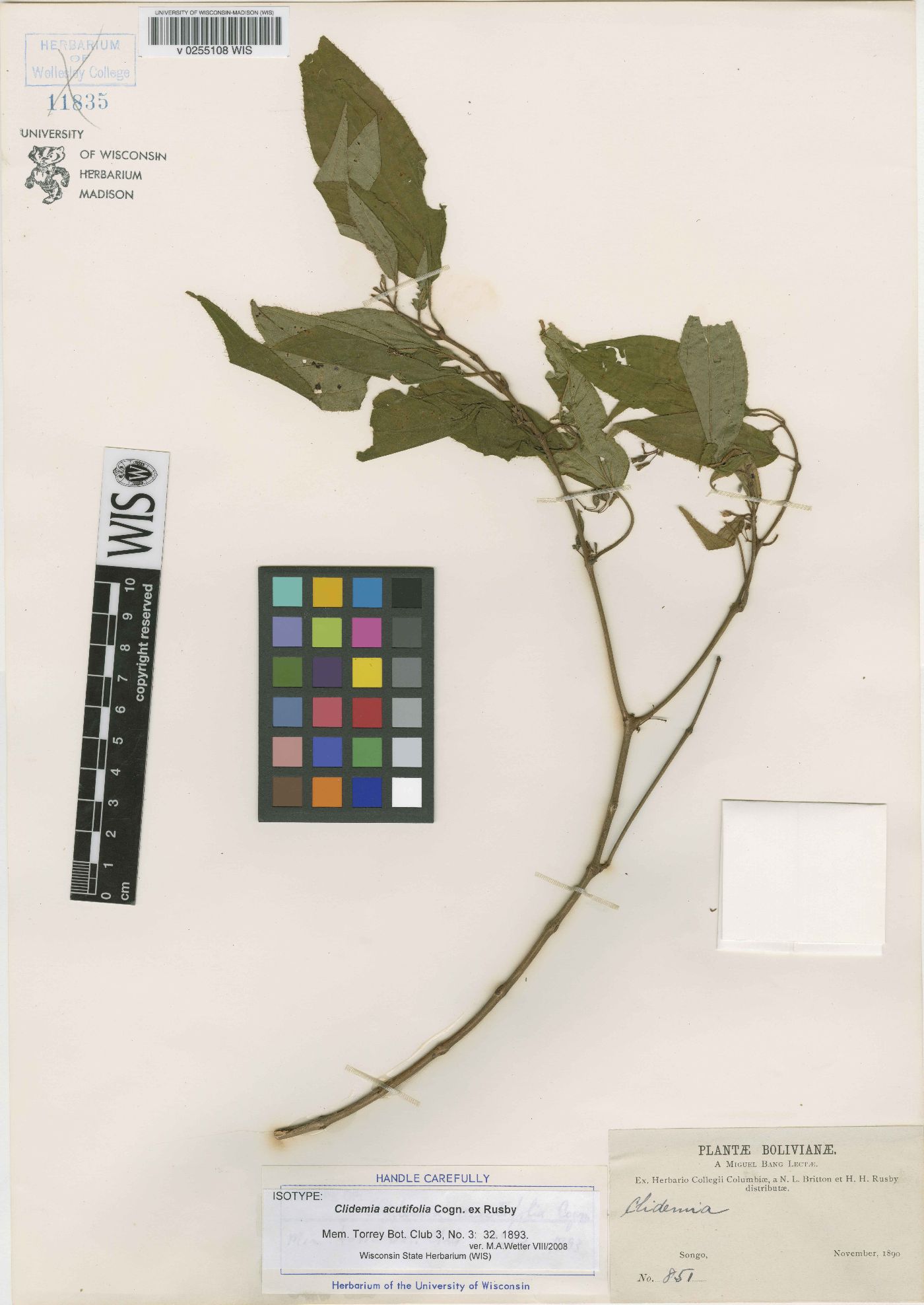 Clidemia acutifolia image