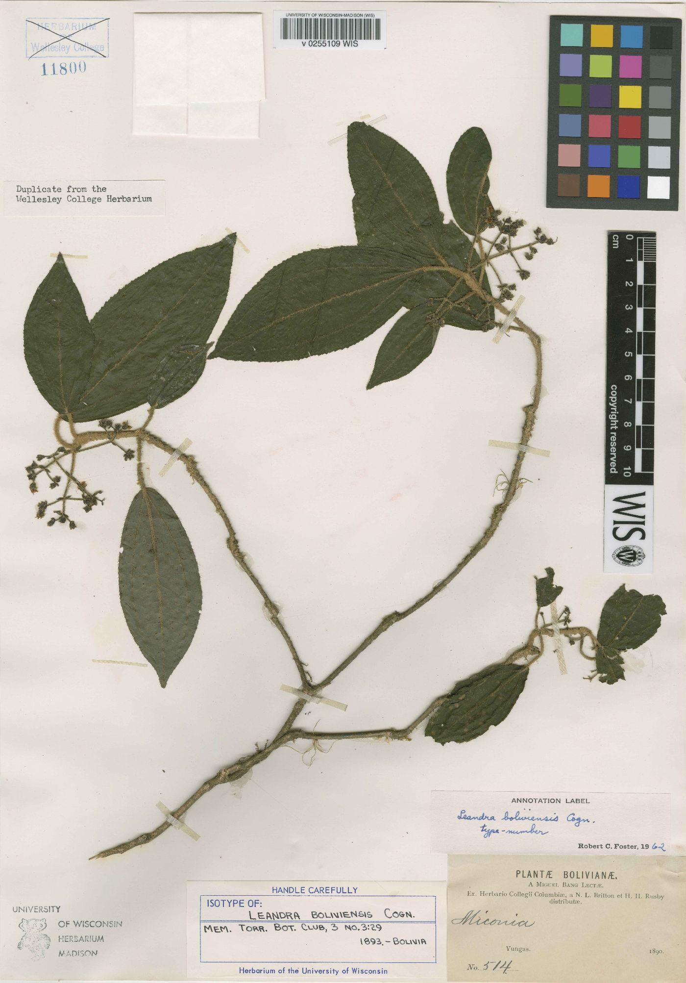 Leandra boliviensis image