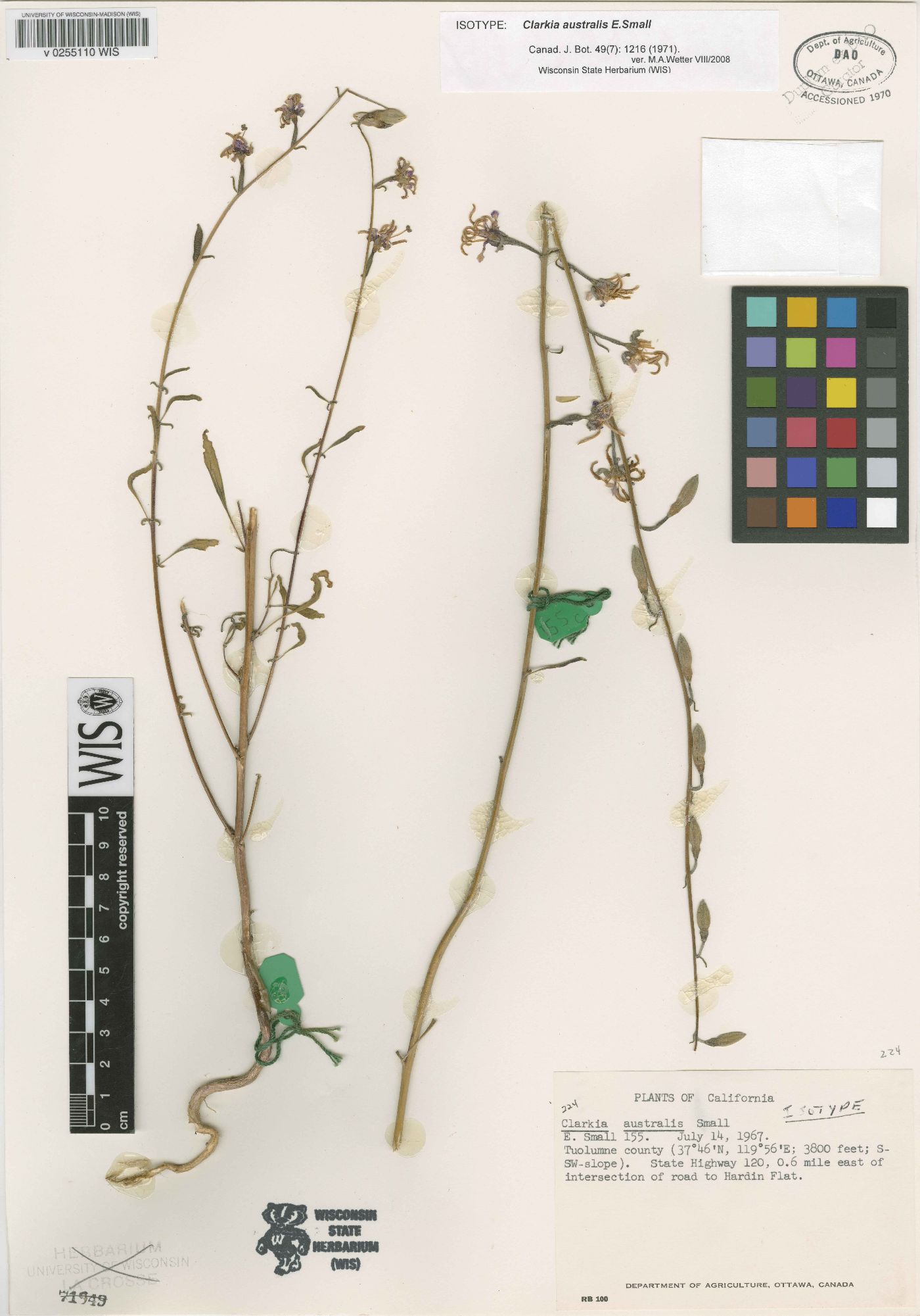Clarkia australis image