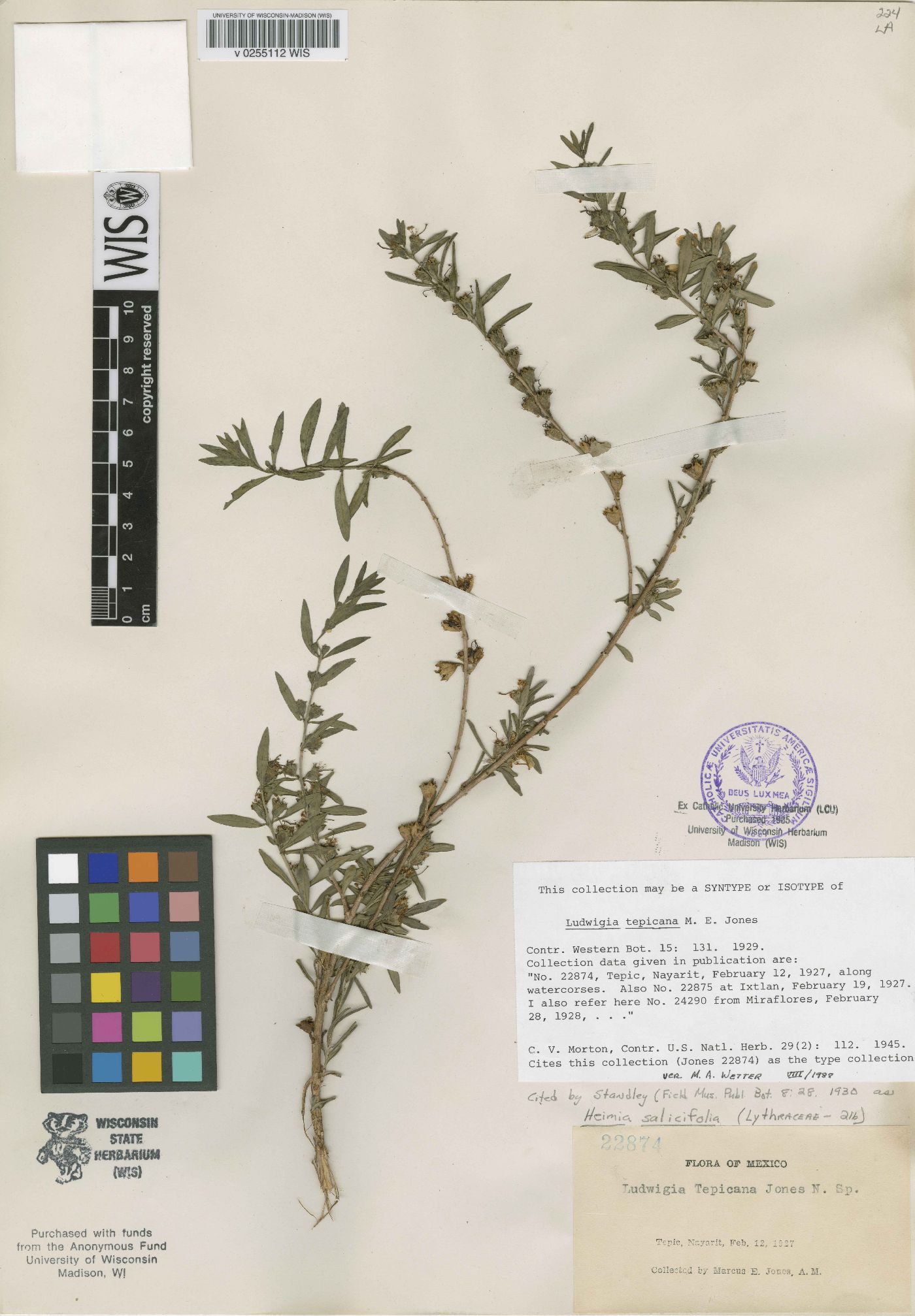 Ludwigia tepicana image