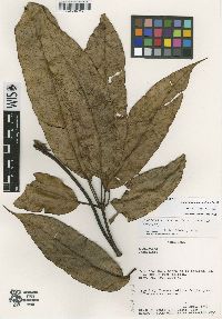 Schefflera asymmetrica image
