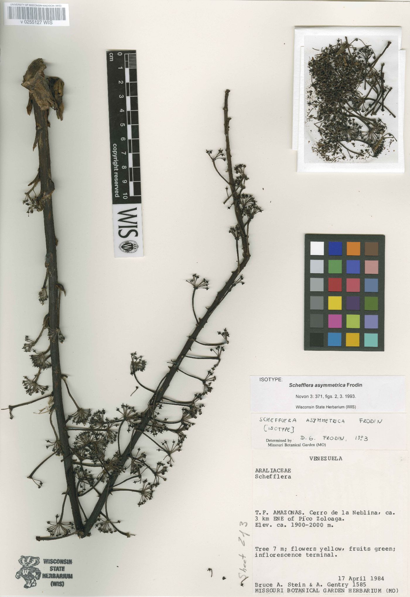 Schefflera asymmetrica image