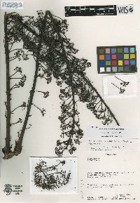 Schefflera asymmetrica image